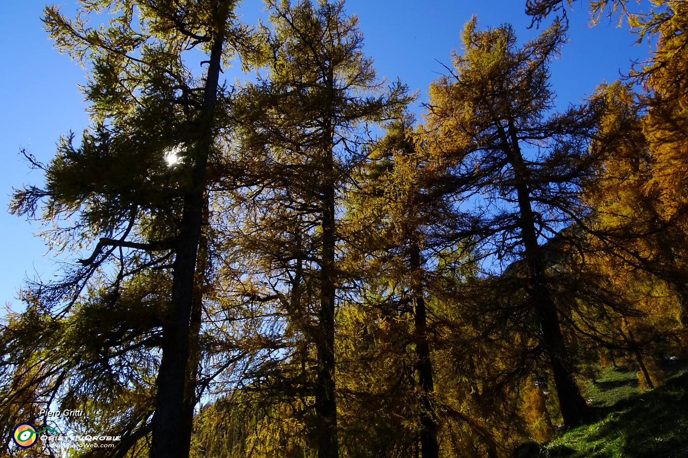 51 Larici secolari colorati d'autunno.JPG -                                